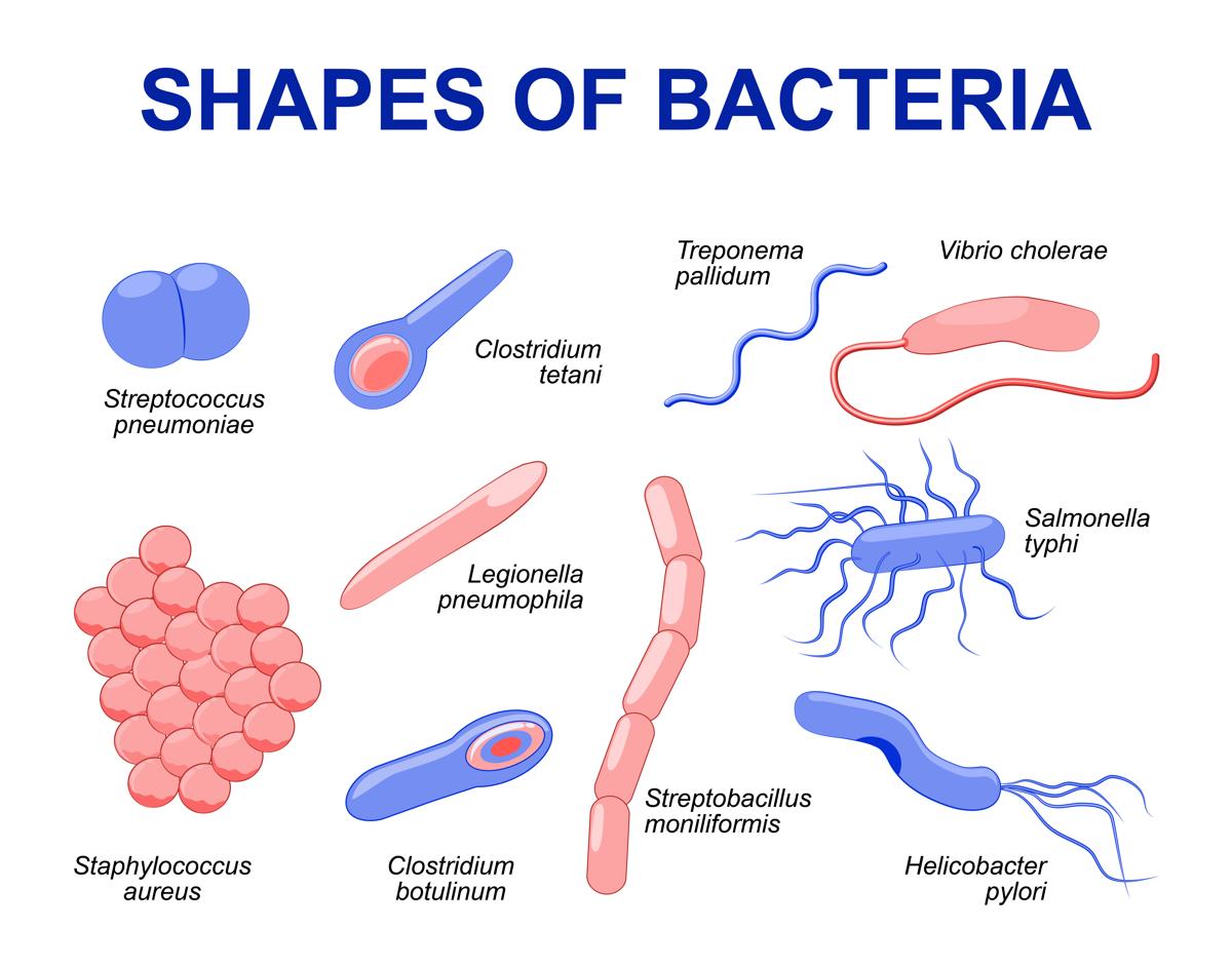 https://medqaz.com/wp-content/uploads/2020/11/1200-94798069-shapes-of-bacteria.jpg