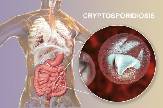 Криптоспоридиум инфекциясы: белгілері және емі