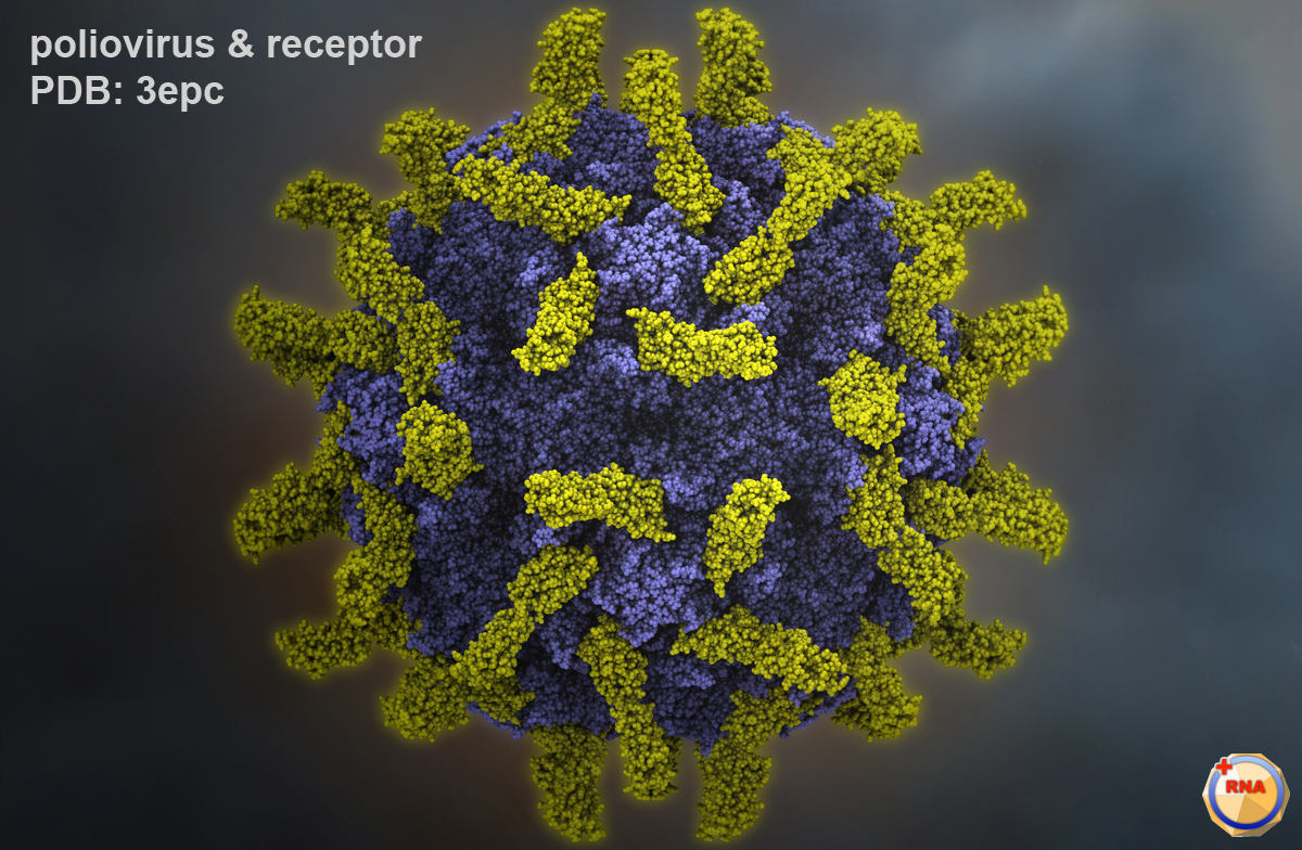 https://medqaz.com/wp-content/uploads/2020/12/p1m_poliovirus-receptor.jpg