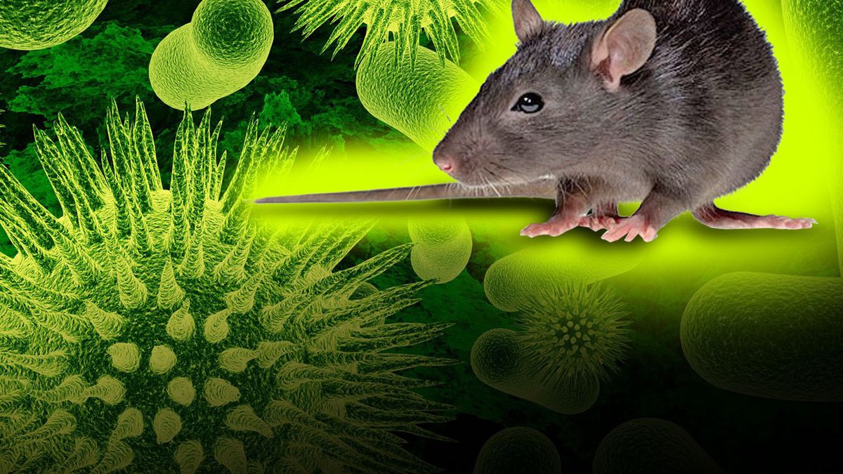 Hantavirus жұқтырған егеуқұйрық